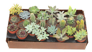 Cactus and Succulent Assortment