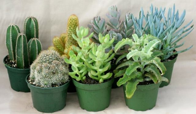 4" Cactus & Succulent Assortment