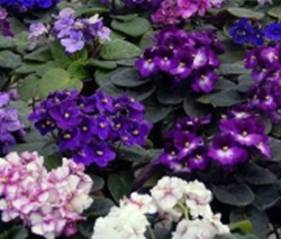 4" African Violet Assortment