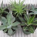 4" Agave Assortment 