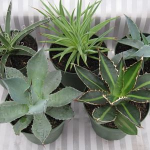 4" Agave Assortment 