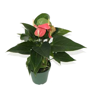 Pink Anthurium