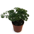 Parsley Aralia