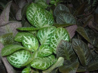 2" Episcia Asst