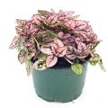 2" Hypoestes Pink Splash