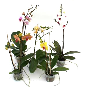 4" Orchid Phals Asst Branched or Double Stem