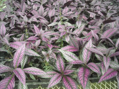 2" Persian Shield