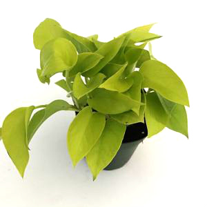 Neon Pothos