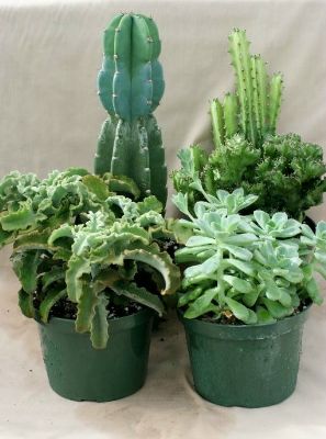 6"  Cactus and Succulent Assortment