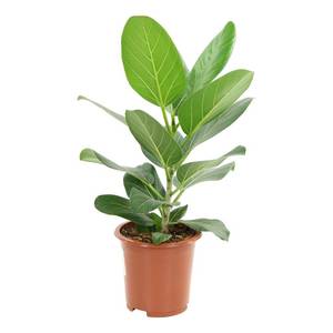 Ficus Audrey