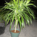 Anita Dracaena