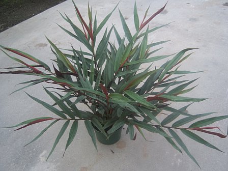 6" Ginger Alpinia Bamboo