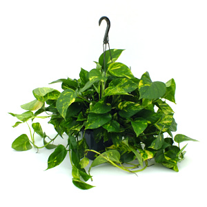 Golden Pothos Pots and Hanging Baskets