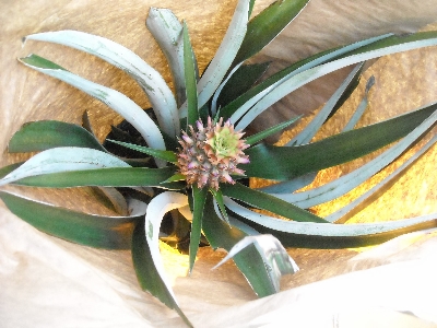 10" Bromeliad Pineapple (With fruit)