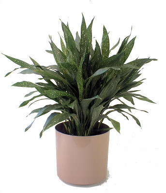 Aspidistra Variegated
