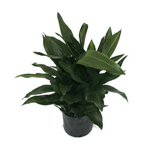 Aspidistra Green
