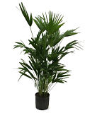 Chinese Fan Palm