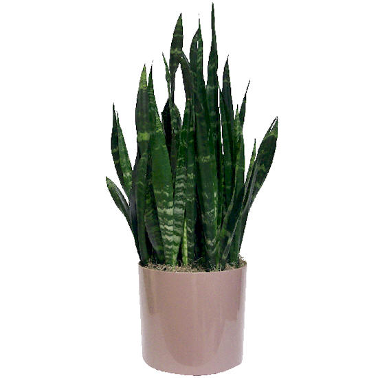 Black Coral Sansevieria