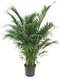 Areca Palm