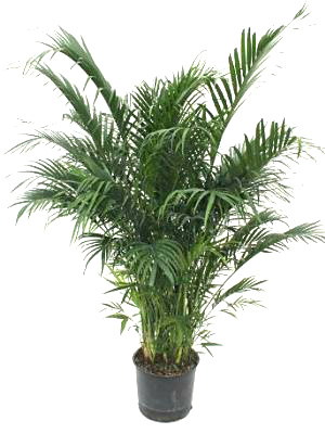 Areca Palm