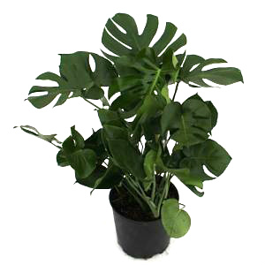 Green Monstera Deliciosa