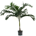 Adonidia Palm