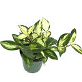 Exotica Rubra