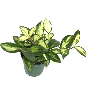 Exotica Rubra