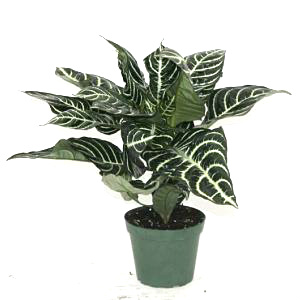 Zebra Plant Aphelandra