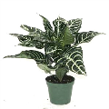 Zebra Plant Aphelandra