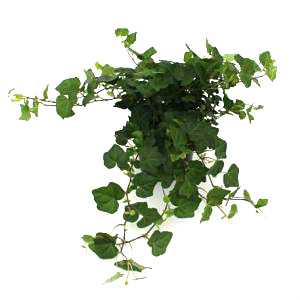 Greenheart Ivy