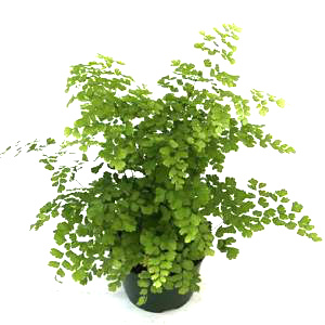 6" Fern Maidenhair Fragrens