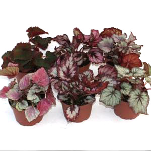 Rex Begonia Assortment