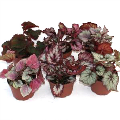 Rex Begonia Assortment