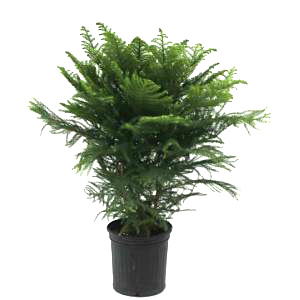 Norfolk Island Pine