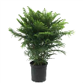 Norfolk Island Pine