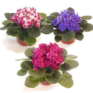 African Violet Assortment