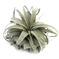 Xerographica