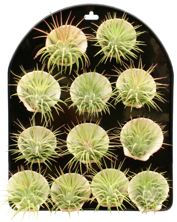 Seashell Magnet (Box of 24)